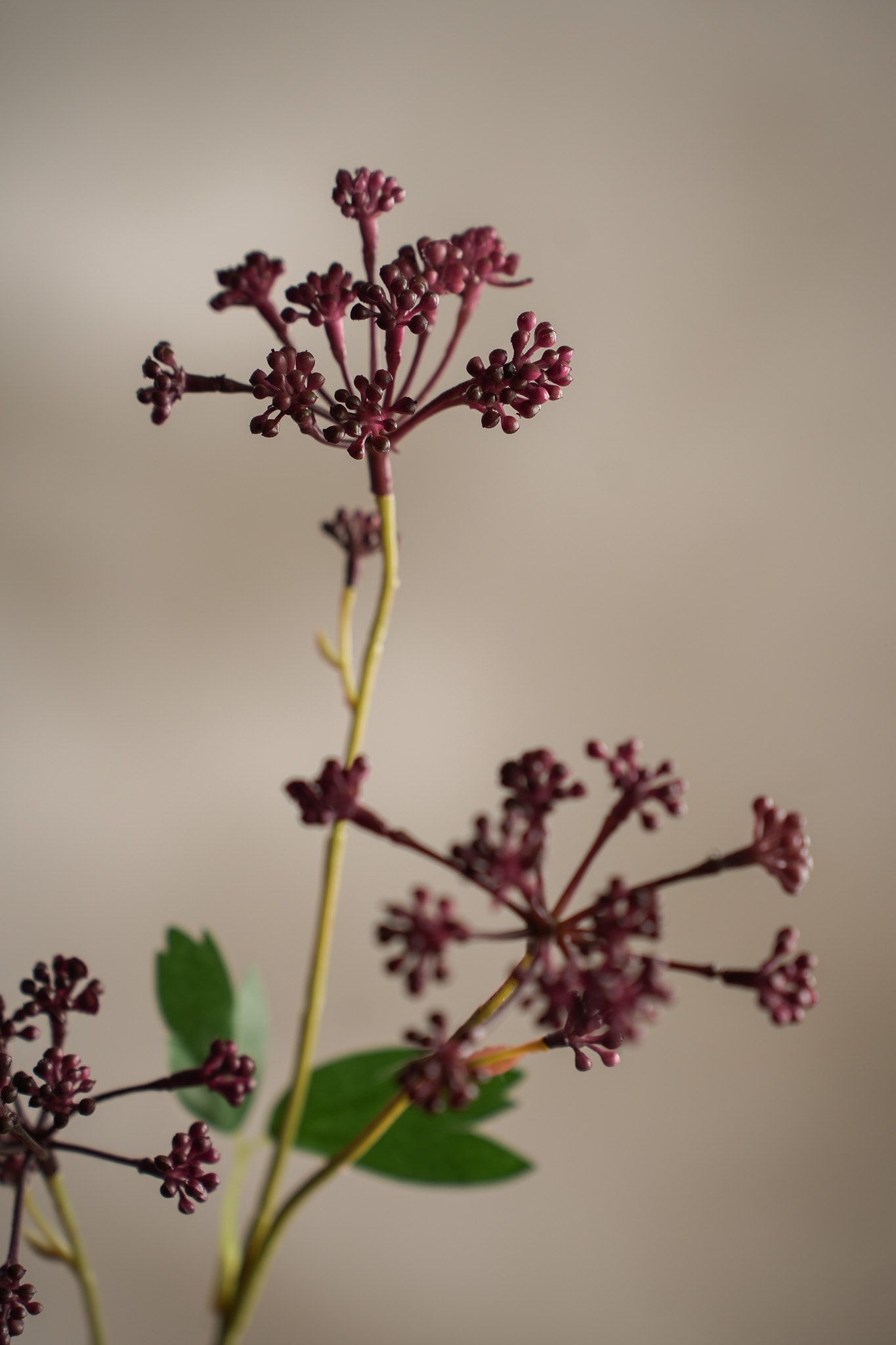 Konstgjord burgundy Angelica 58cm