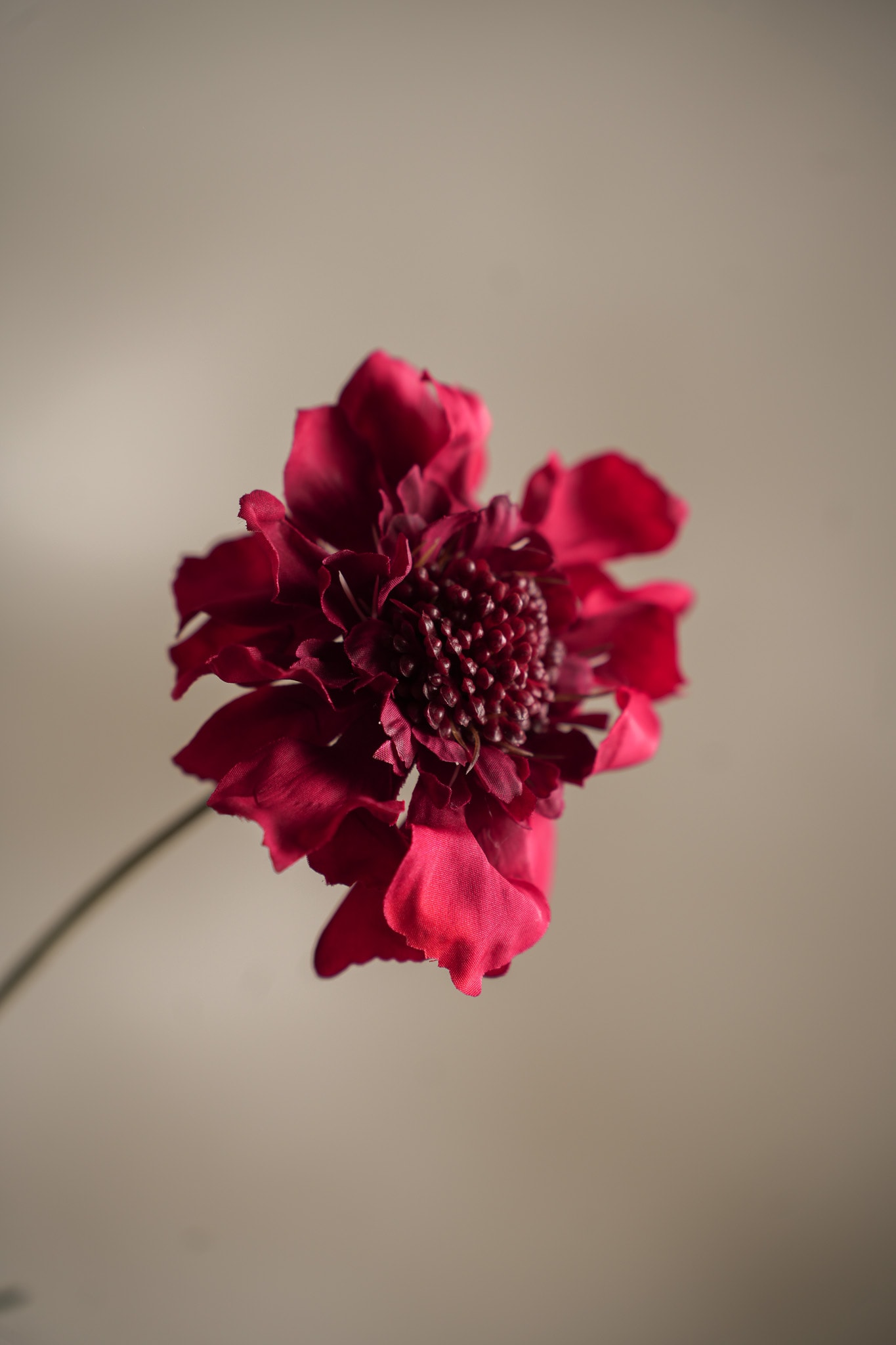 Konstgjord röd Scabiosa 65cm
