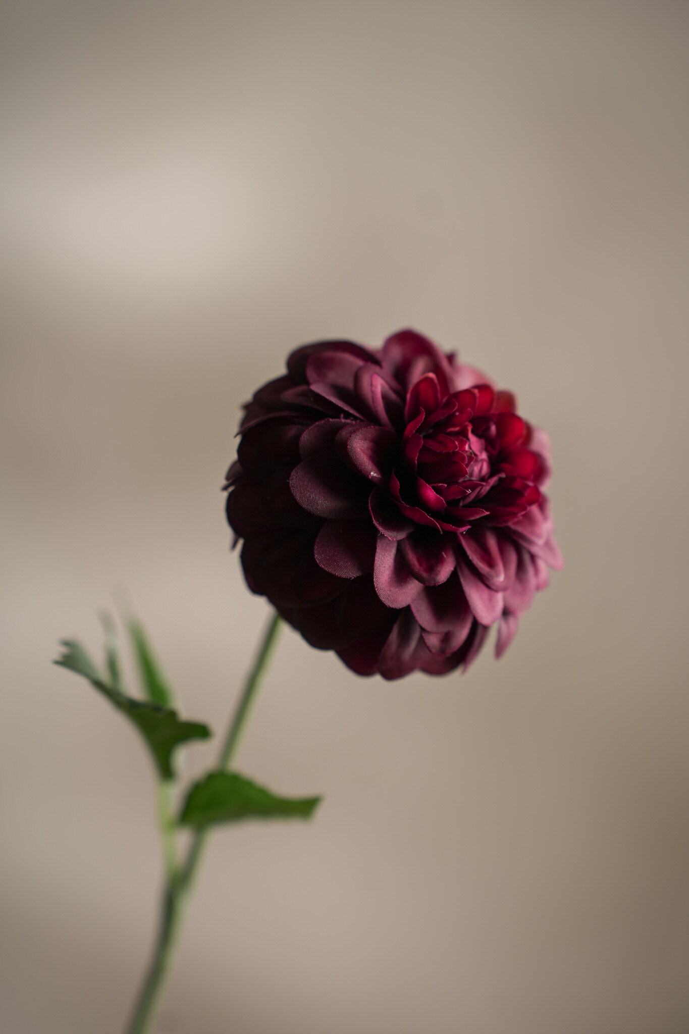 Konstgjord burgundy Dahlia 60cm