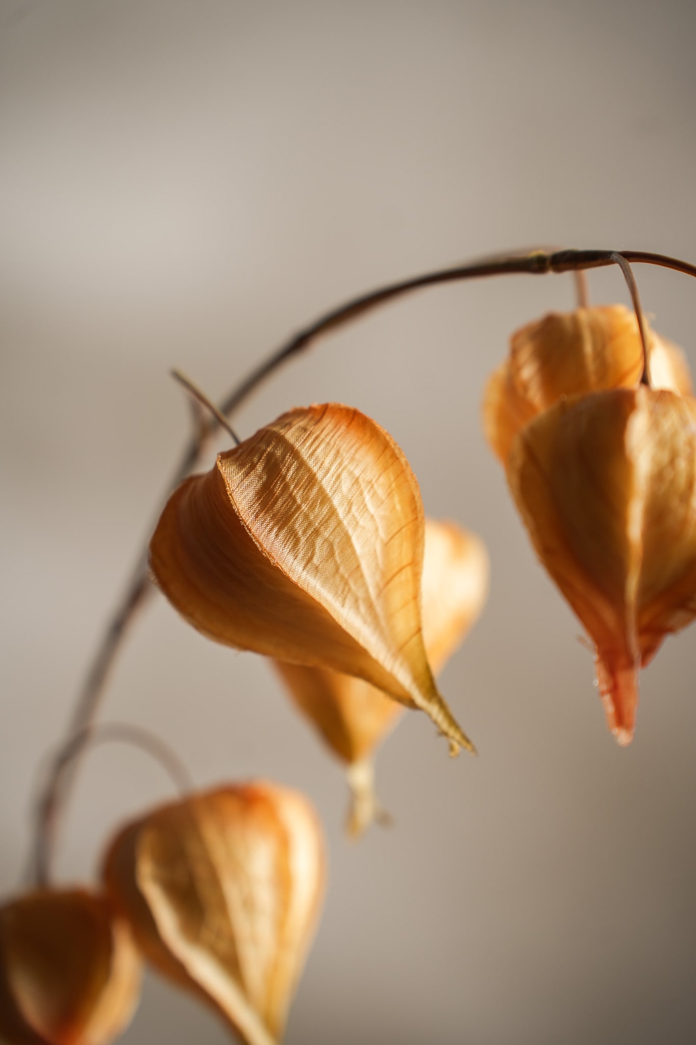 Konstgjord gul Physalis 95cm
