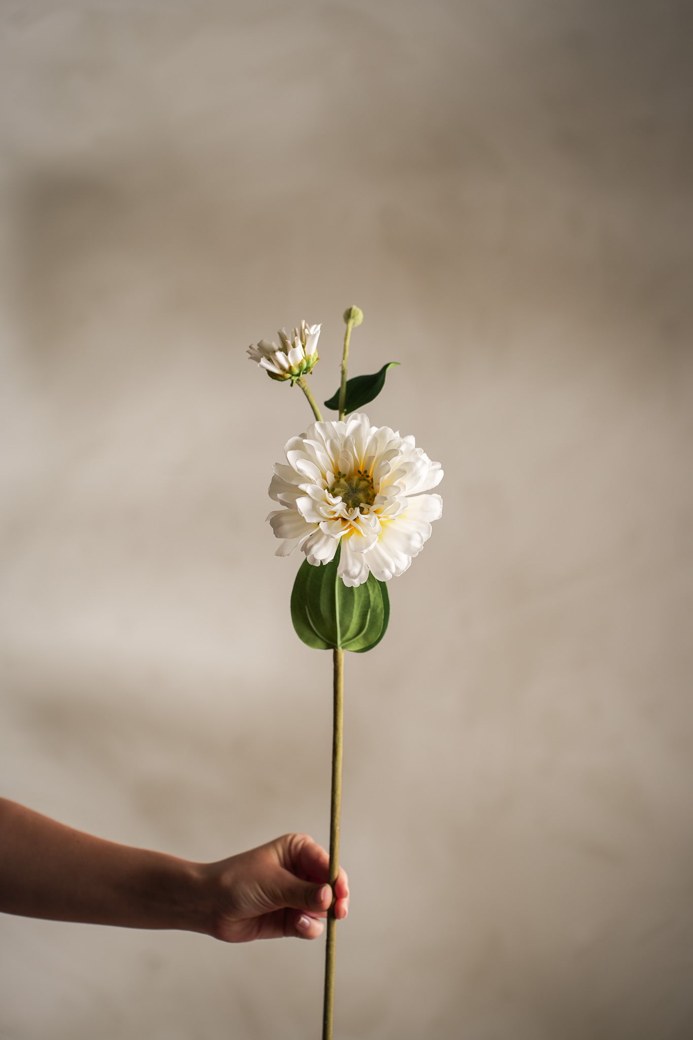Konstgjord cream Zinnia 63cm