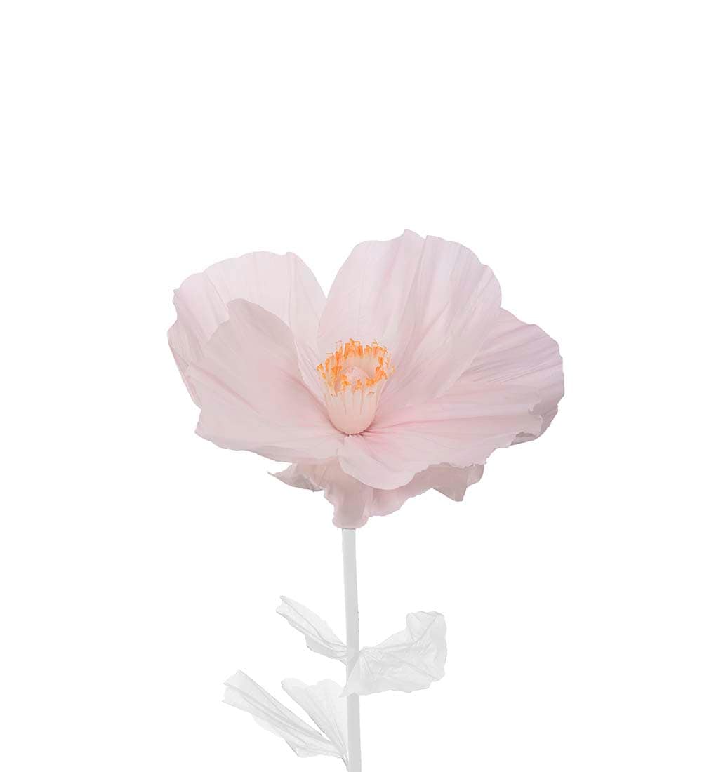 Blomma Alice
