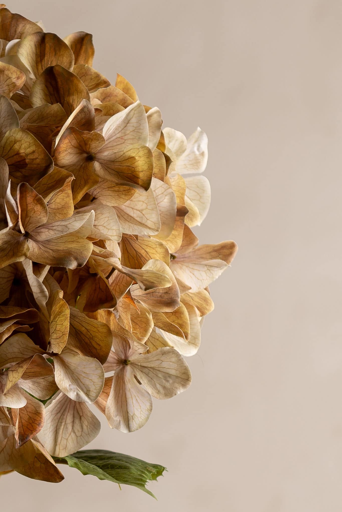 Konstgjord beige Hortensia 110cm