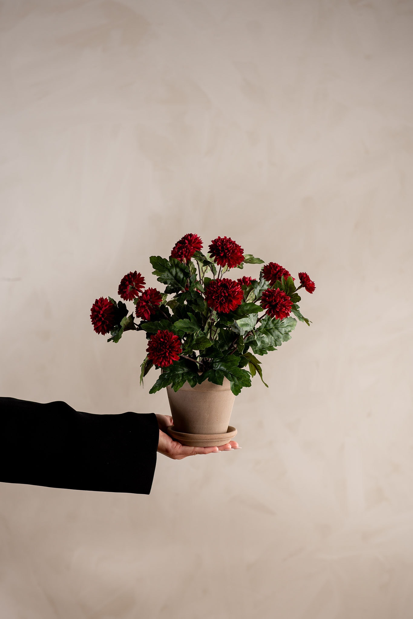 Konstgjord burgundy Chrysanthemum 30cm