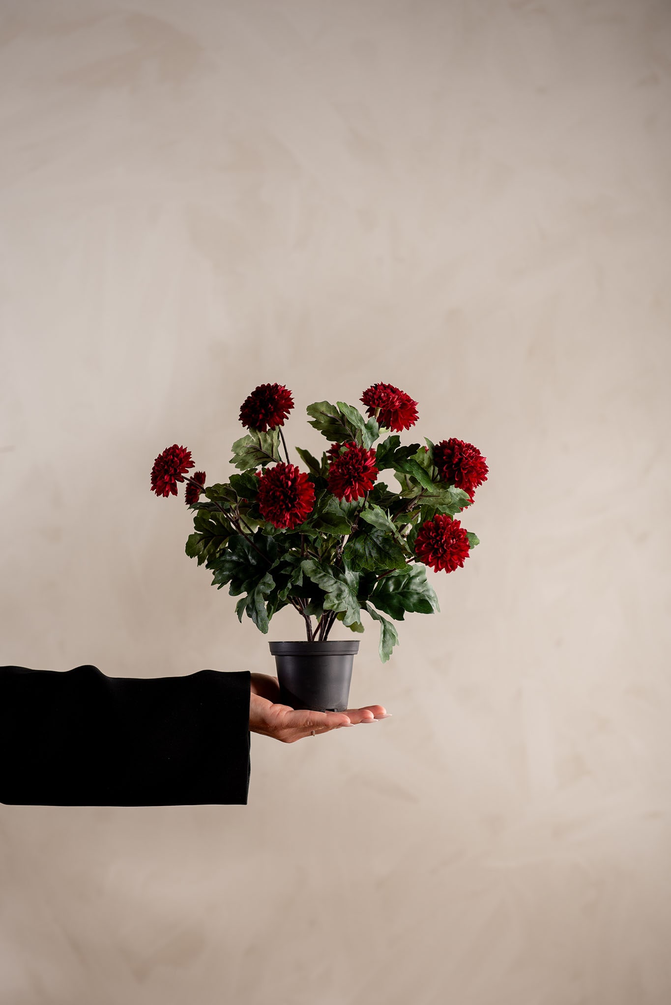 Konstgjord burgundy Chrysanthemum 30cm