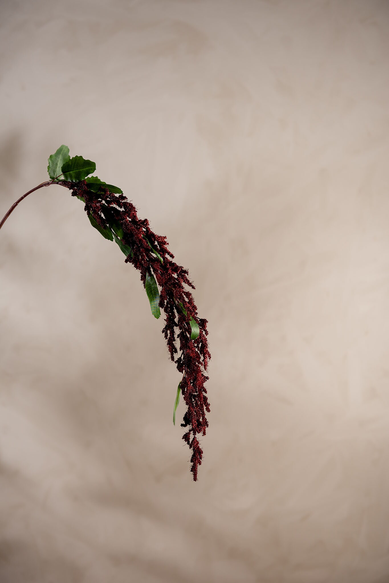 Konstgjord burgundy Amaranthus 95cm