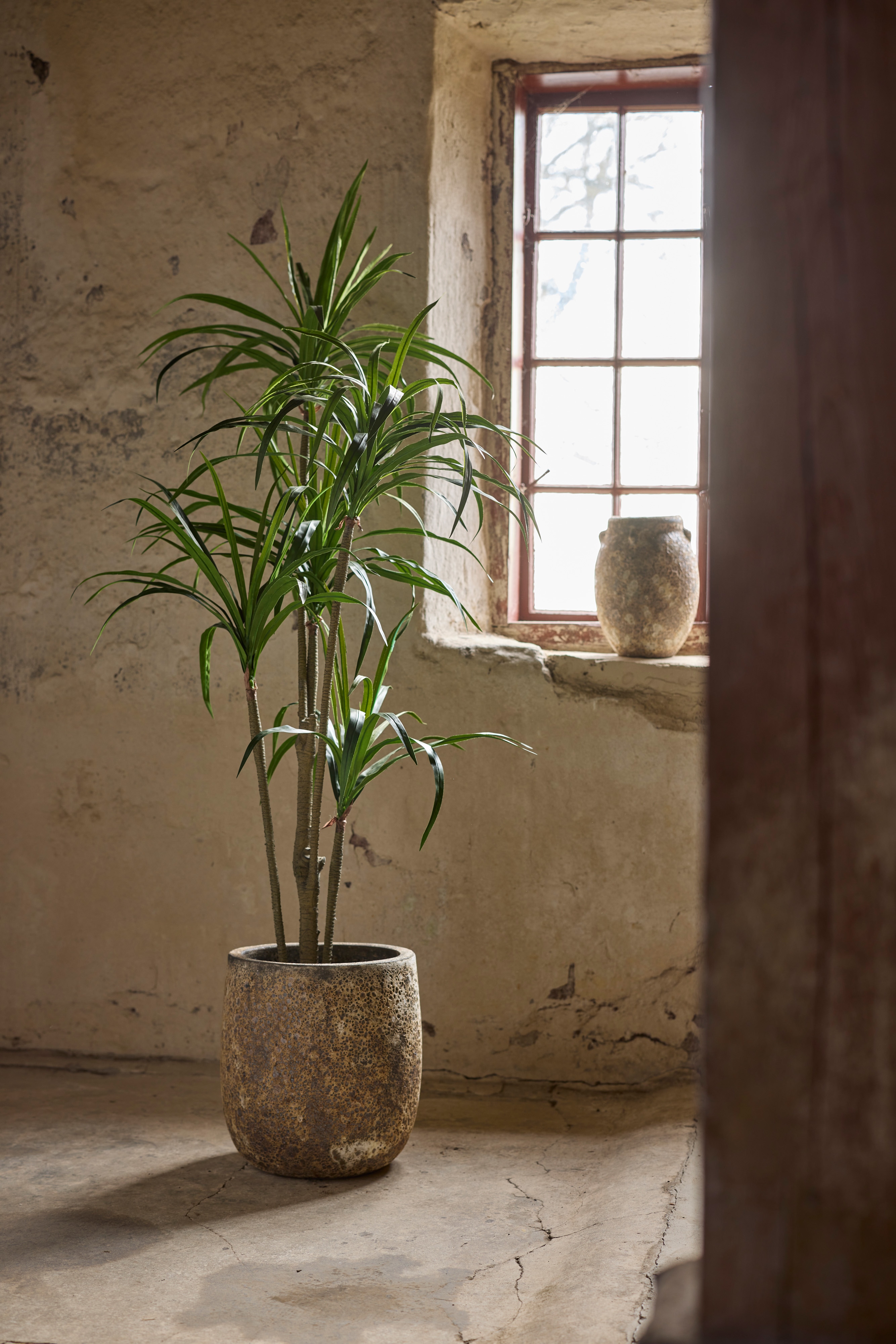 Dracena