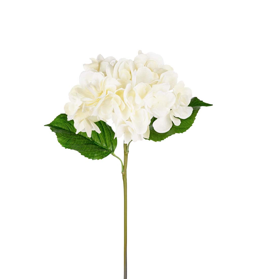 Hortensia