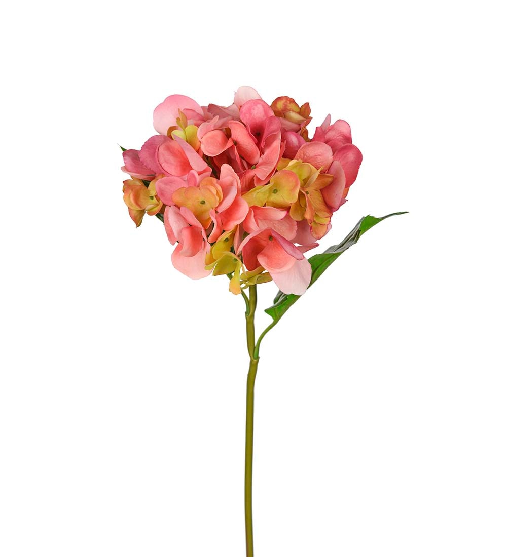 Hortensia