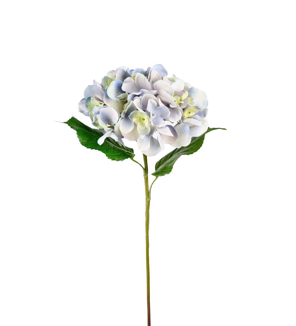 Hortensia