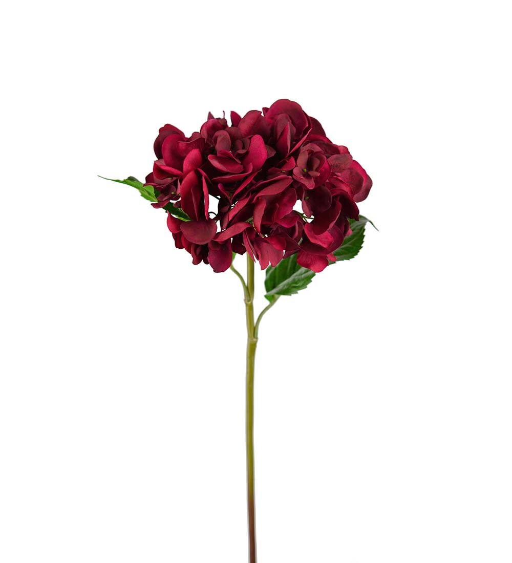 Hortensia