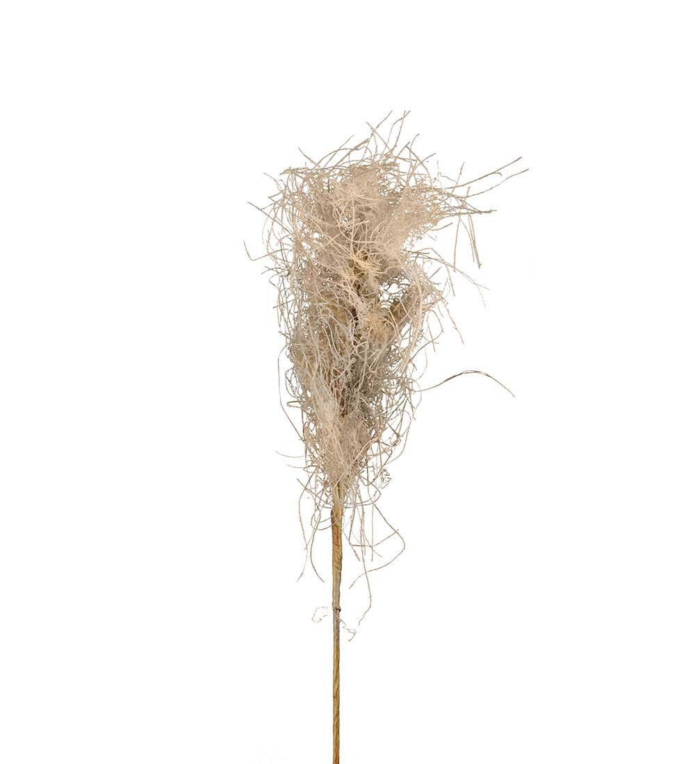 Gräs