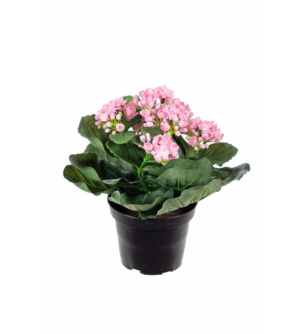 Kalanchoe