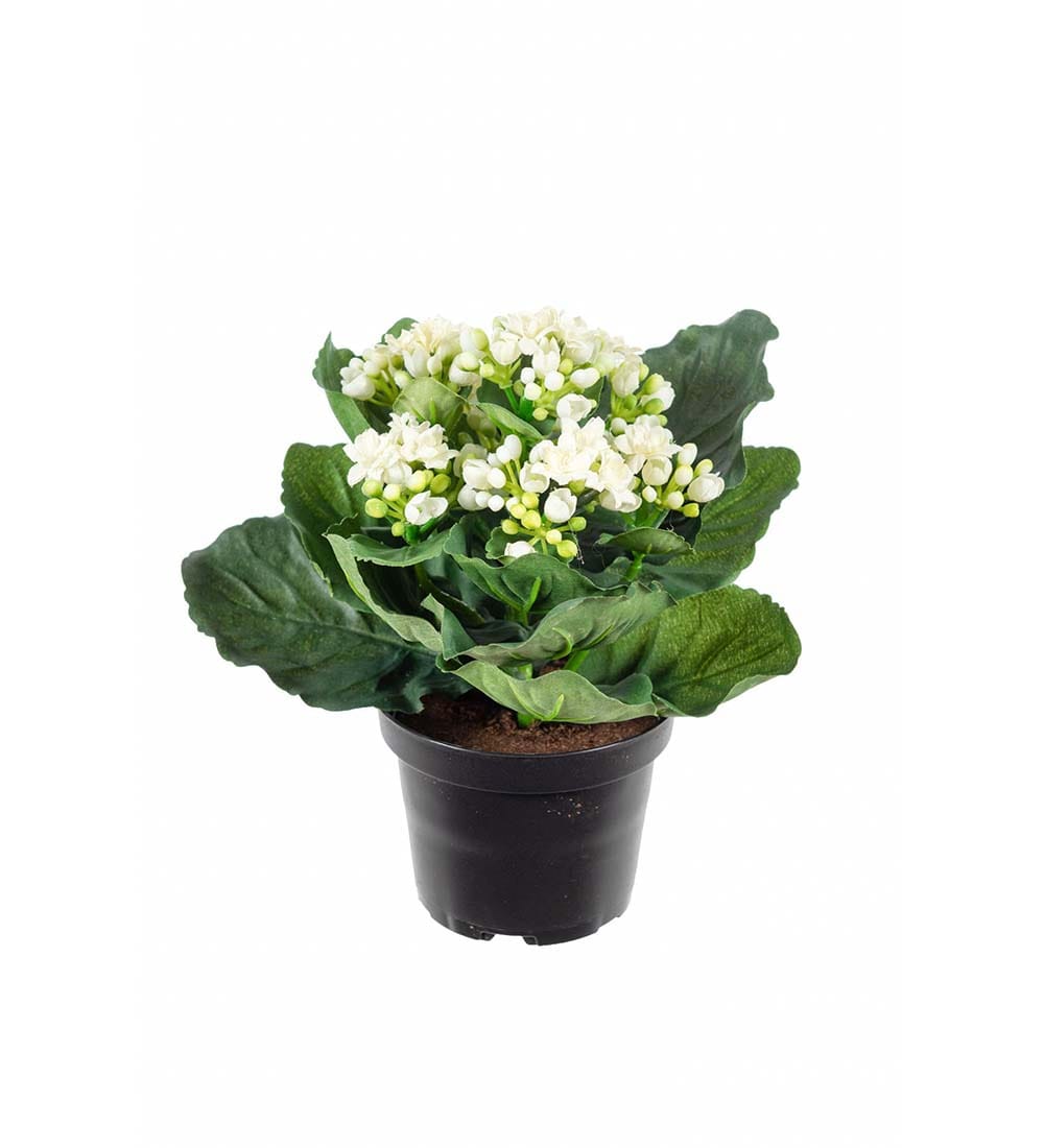 Kalanchoe
