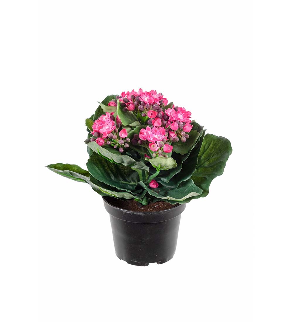 Kalanchoe