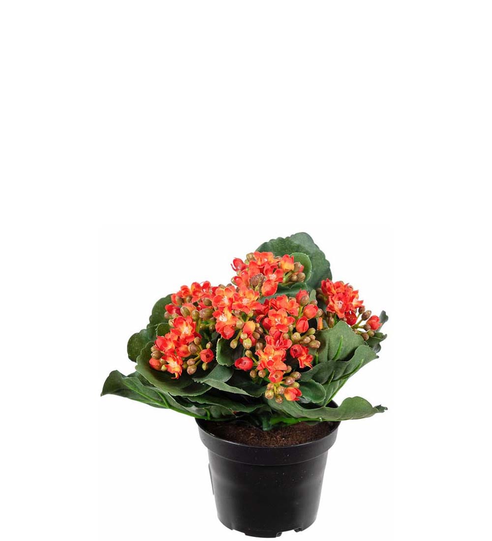 Kalanchoe