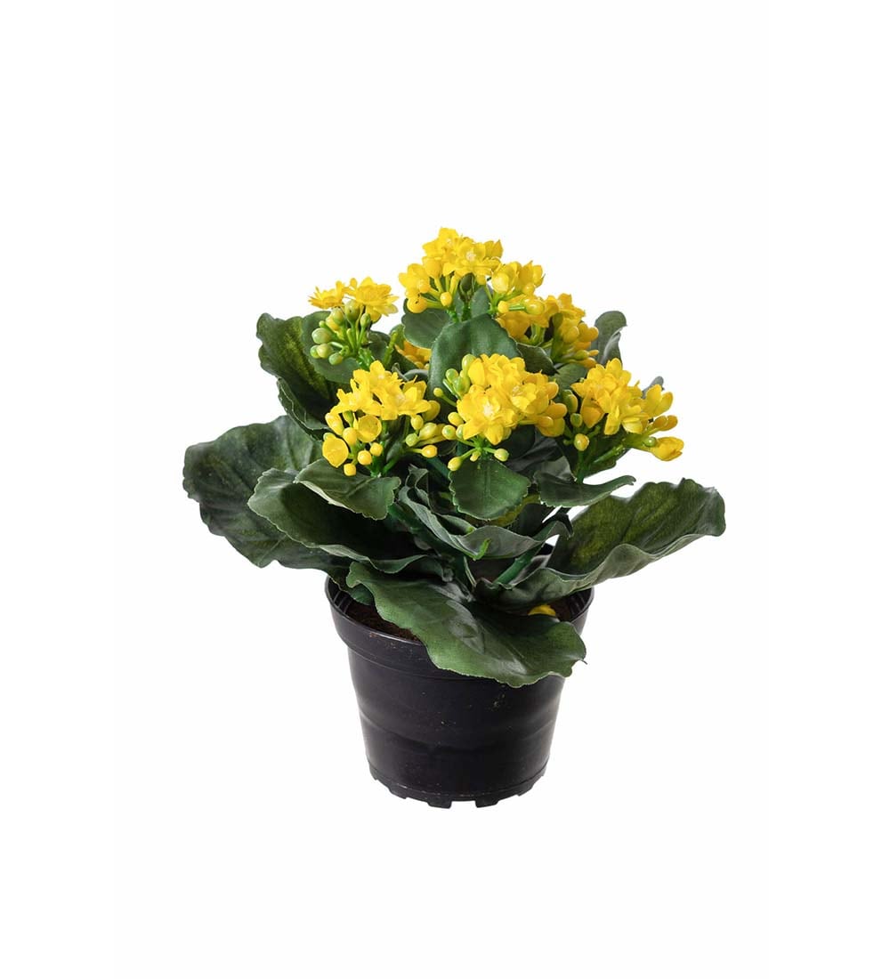 Kalanchoe