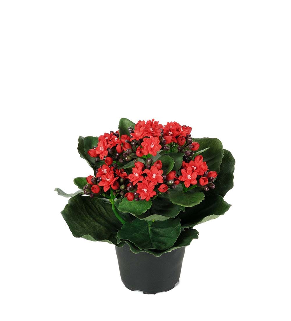 Kalanchoe