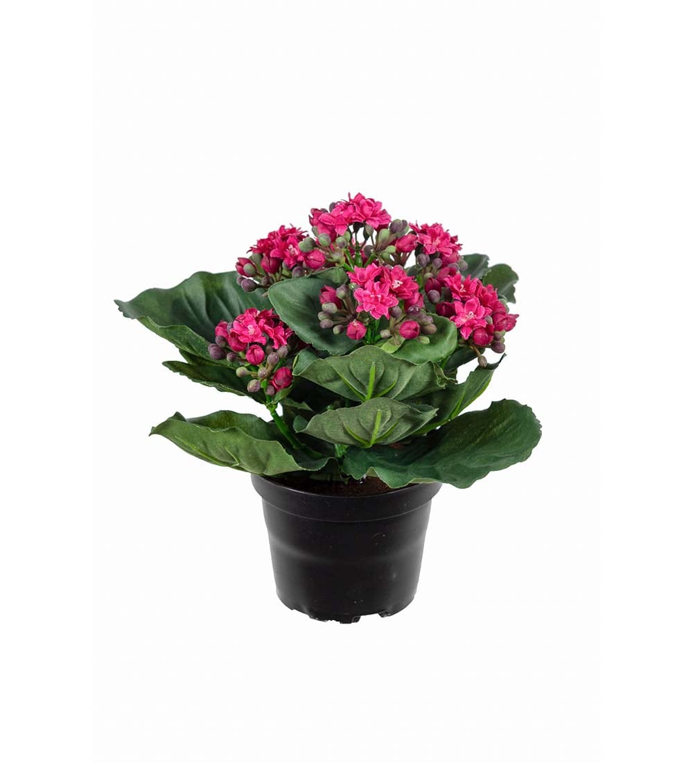 Kalanchoe