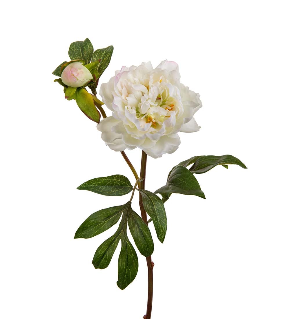 Pion
