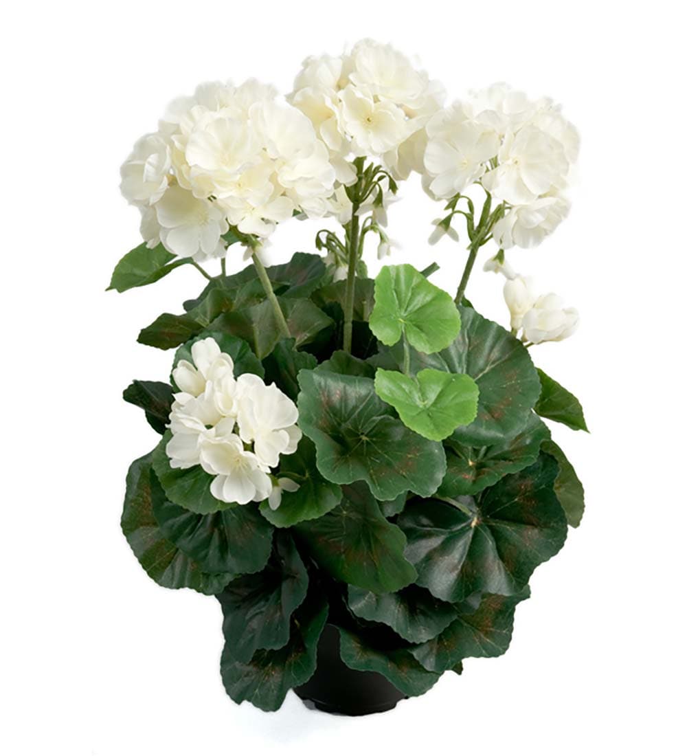 Pelargon