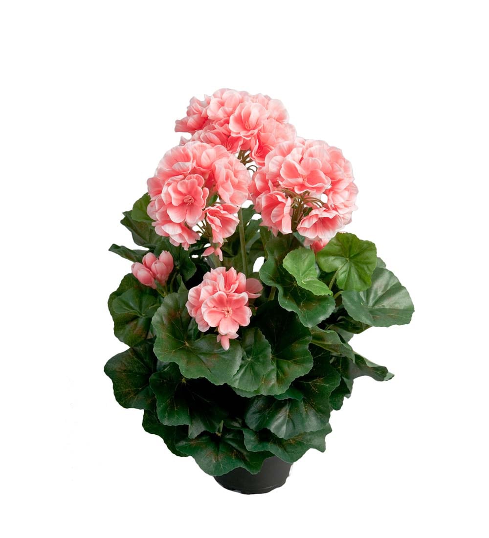 Pelargon