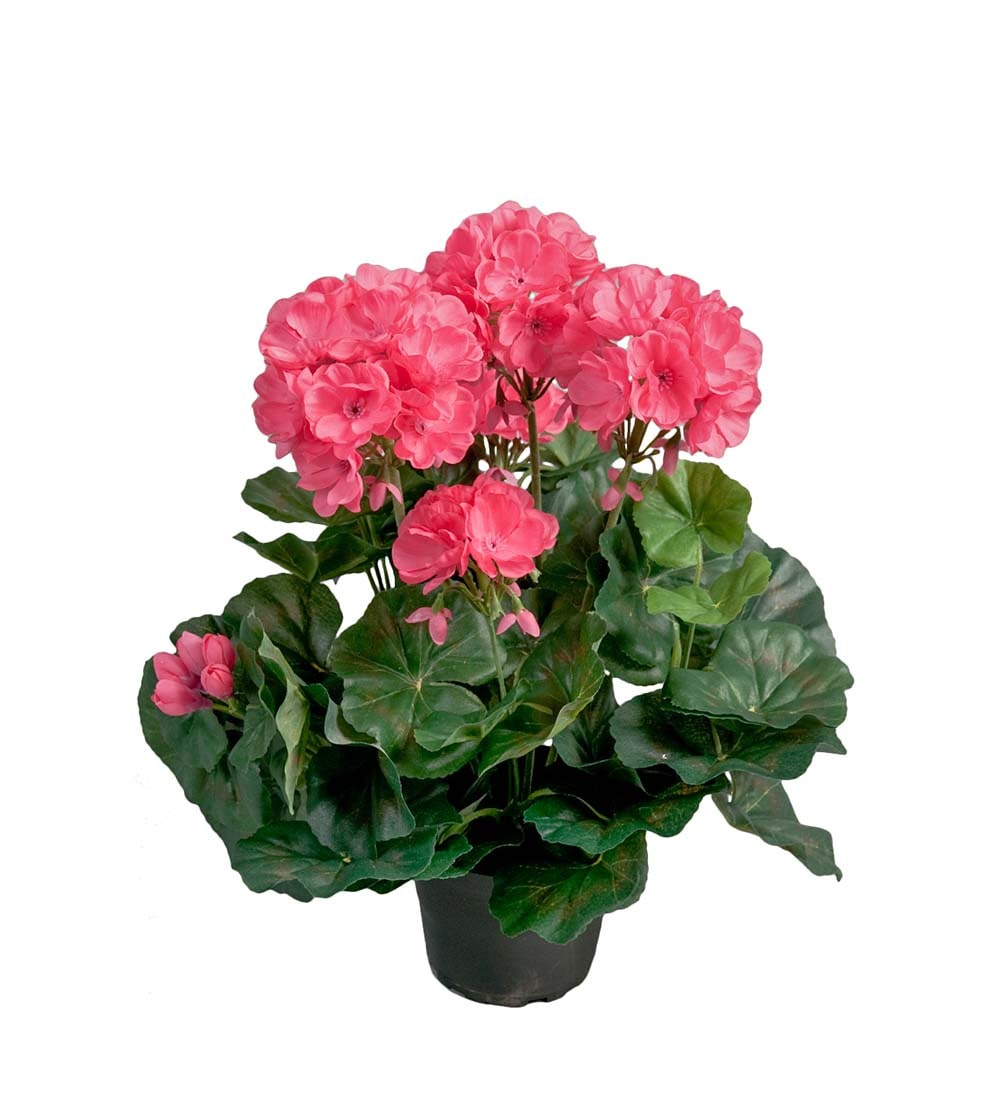 Pelargon