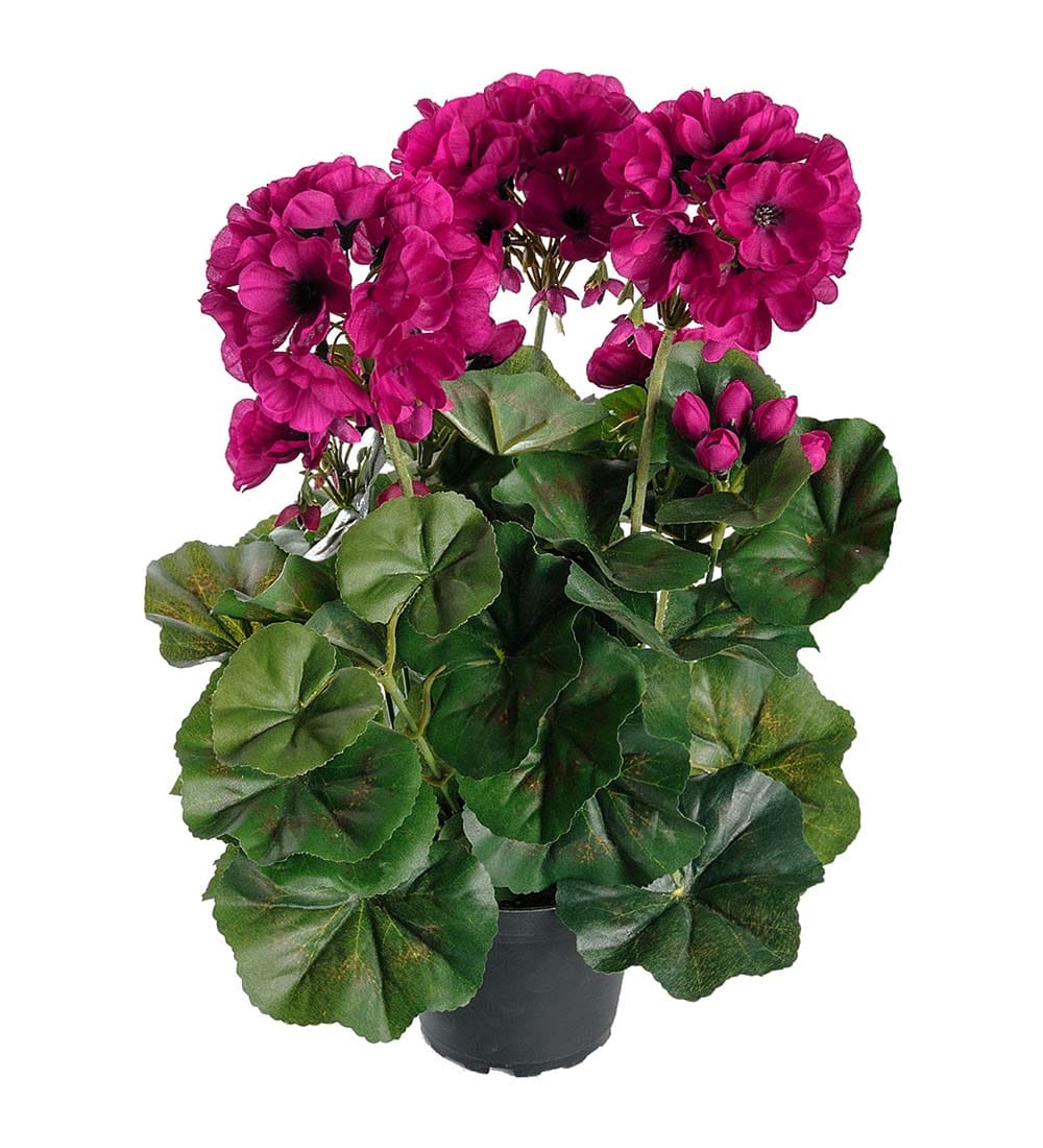 Pelargon